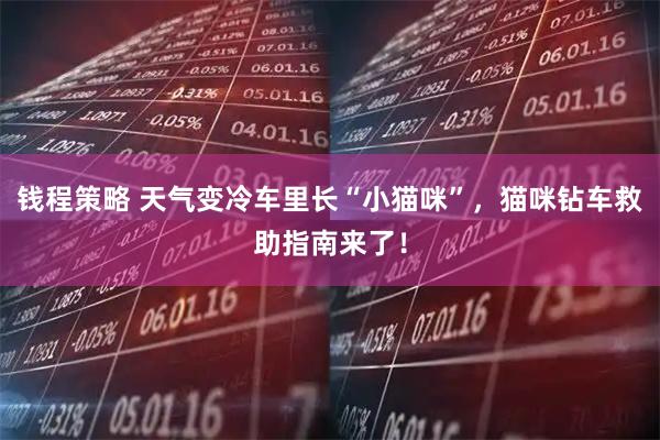 钱程策略 天气变冷车里长“小猫咪”，猫咪钻车救助指南来了！